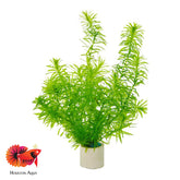 Egeria Densa